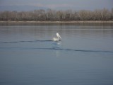 Αργυροπελεκάνος - Pelecanus crispus