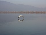 Αργυροπελεκάνος - Pelecanus crispus