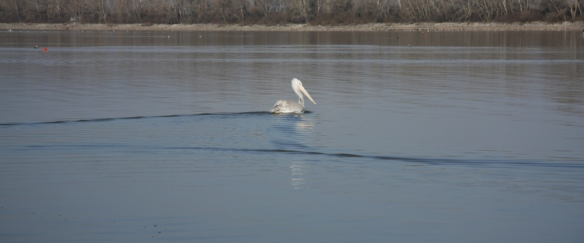 Αργυροπελεκάνος - Pelecanus crispus