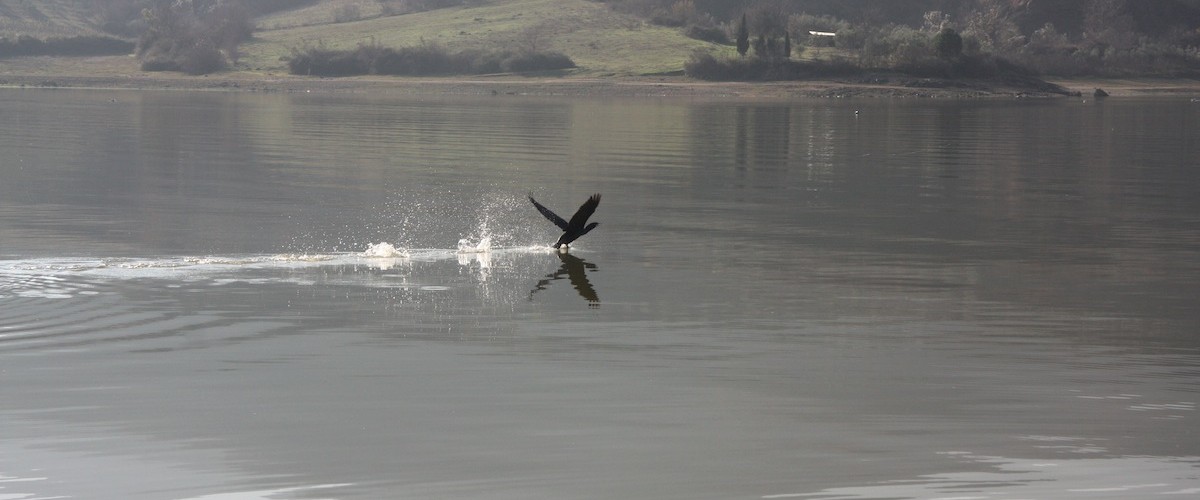 Κορμοράνος σε απογείωση - Cormorant trying to get out of water.