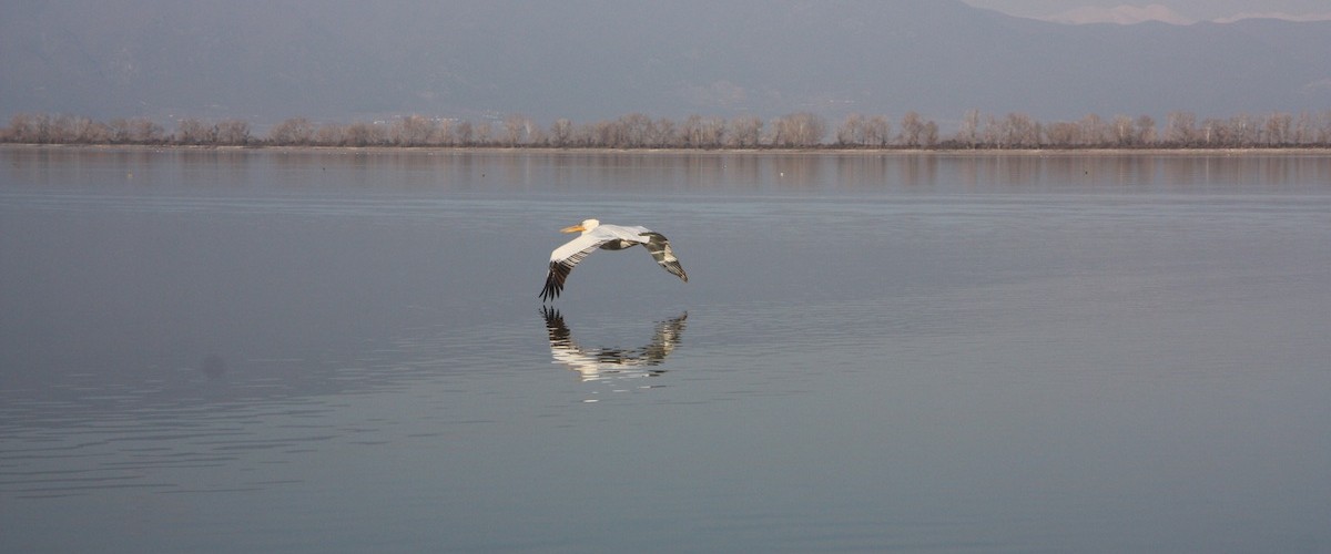 Αργυροπελεκάνος - Pelecanus crispus